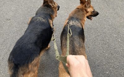 Cumți petreci Duminica?