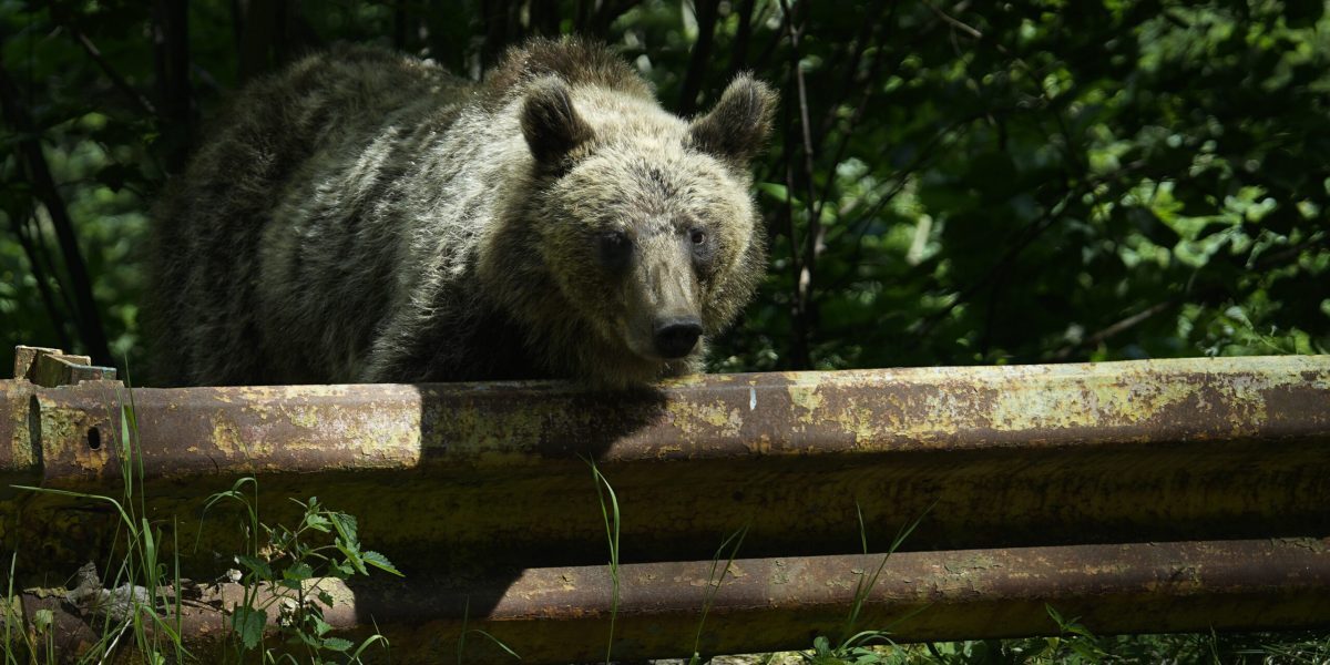 Jurnalist de renume maghiar, atacat de urs la Tușnad. A scăpat aruncând telefonul
