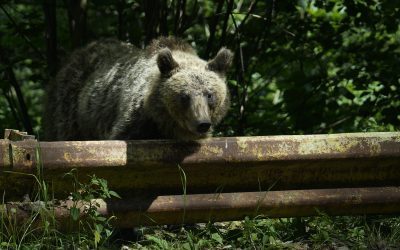 Jurnalist de renume maghiar, atacat de urs la Tușnad. A scăpat aruncând telefonul