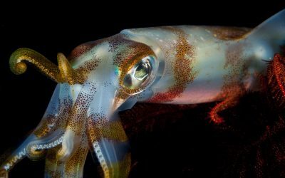 Calamarii își pierd jumătate din creier din cauza acidificării oceanelor