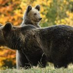 Ursoaică și puii ei terorizează turiști polonezi! Jandarmrii intervin