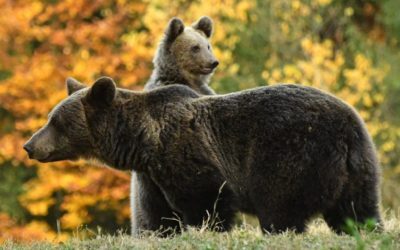 Ursoaică și puii ei terorizează turiști polonezi! Jandarmrii intervin