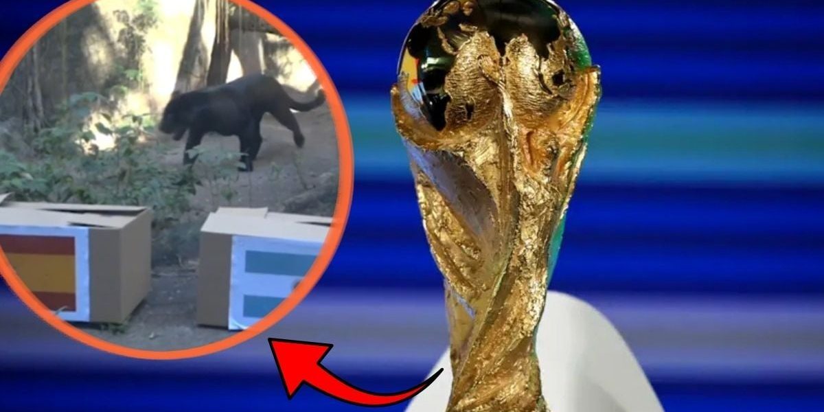 Jaguarul ghicește campioana mondială: Spania sau Argentina. Imagini de colecție