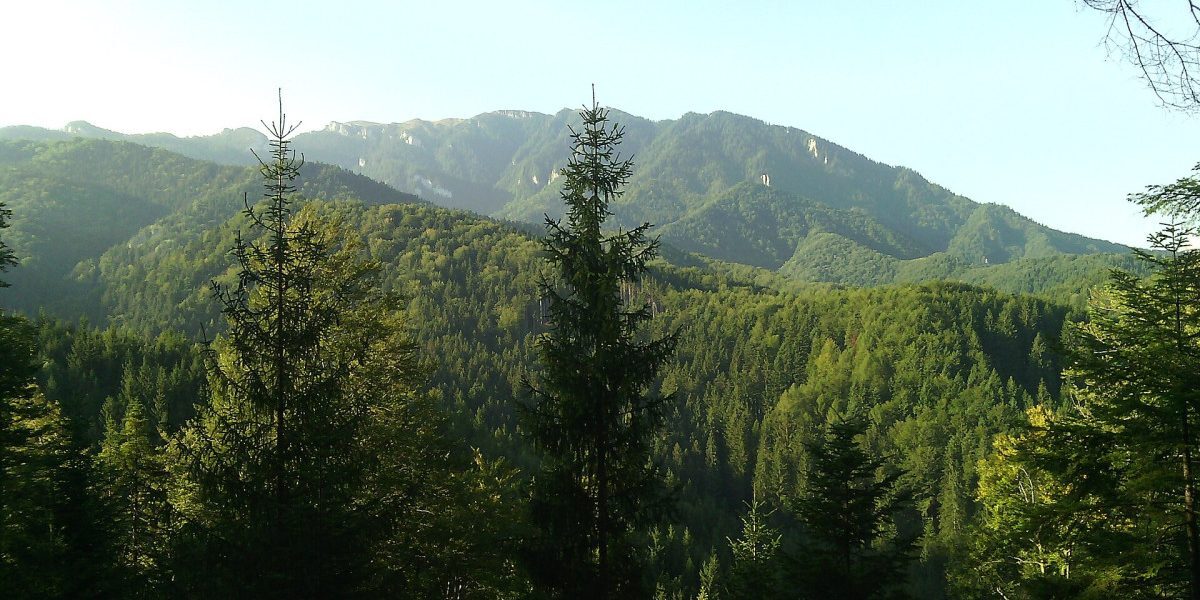 Curtea de Conturi UE, ochi pe România: Eficiența Naturii 2000 vizată