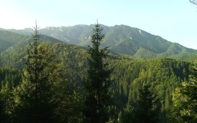 Curtea de Conturi UE, ochi pe România: Eficiența Naturii 2000 vizată