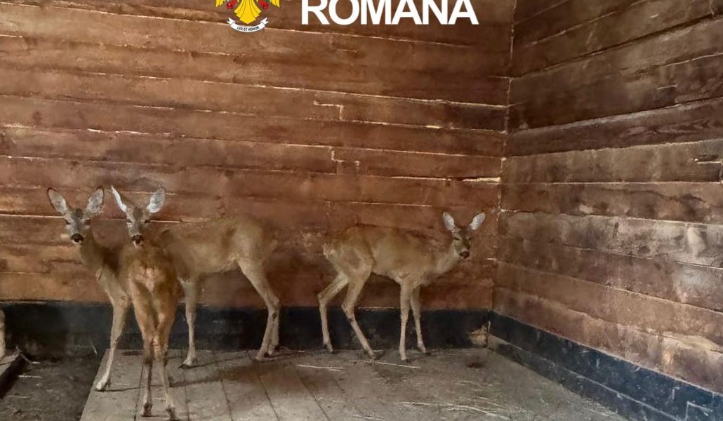Căprioare salvate din captivitate, la Zoo Sibiu