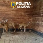 Căprioare salvate din captivitate, la Zoo Sibiu