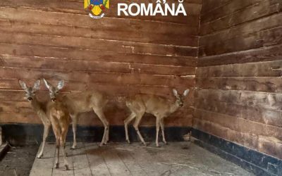Căprioare salvate din captivitate, la Zoo Sibiu
