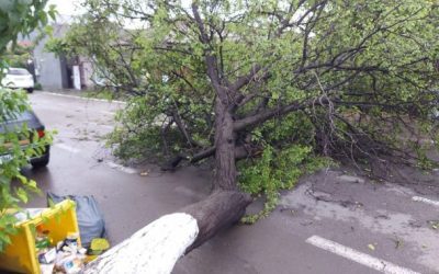Furtună în București: Copaci doborâți, străzi inundate, ISU intervine
