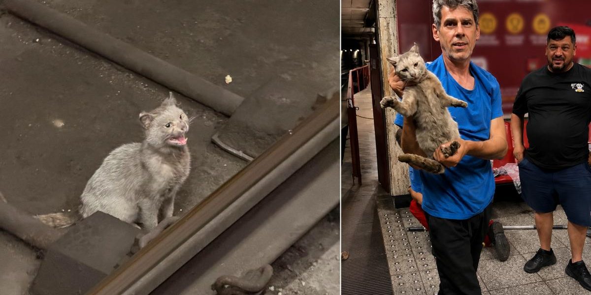 Eroi la metrou: S-au luptat 5 zile cu tunelul pentru o pisică