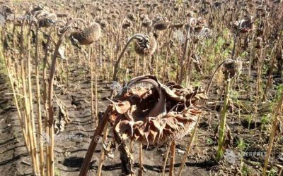 Timiș: Seceta distruge 30-100% din recoltele agricole