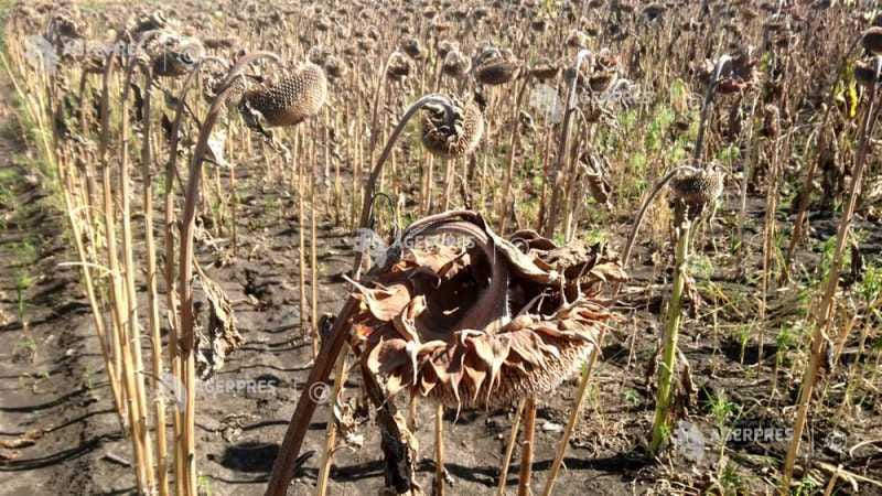 Timiș: Seceta distruge 30-100% din recoltele agricole