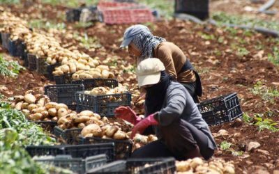 Războaiele amenință hrana lumii, sistemul alimentar se prăbușește