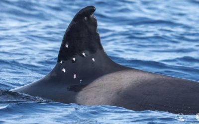 Orcă rănită în Gibraltar. Spania investighează atacul