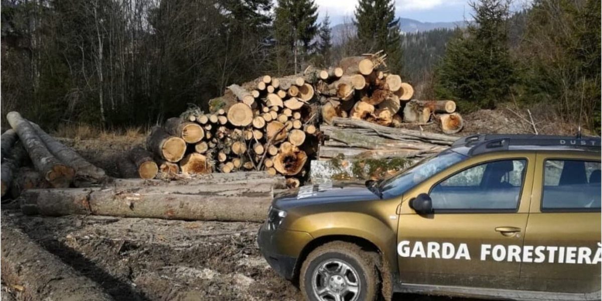 Buzoianu: Descoperire majoră – Tăieri ilegale uriașe de pădure