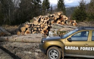 Buzoianu: Descoperire majoră – Tăieri ilegale uriașe de pădure