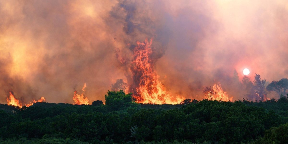 Gândacul salvator: Aude focul de la zeci de km și zboară spre incendii