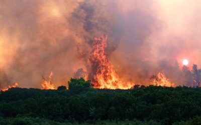 Gândacul salvator: Aude focul de la zeci de km și zboară spre incendii