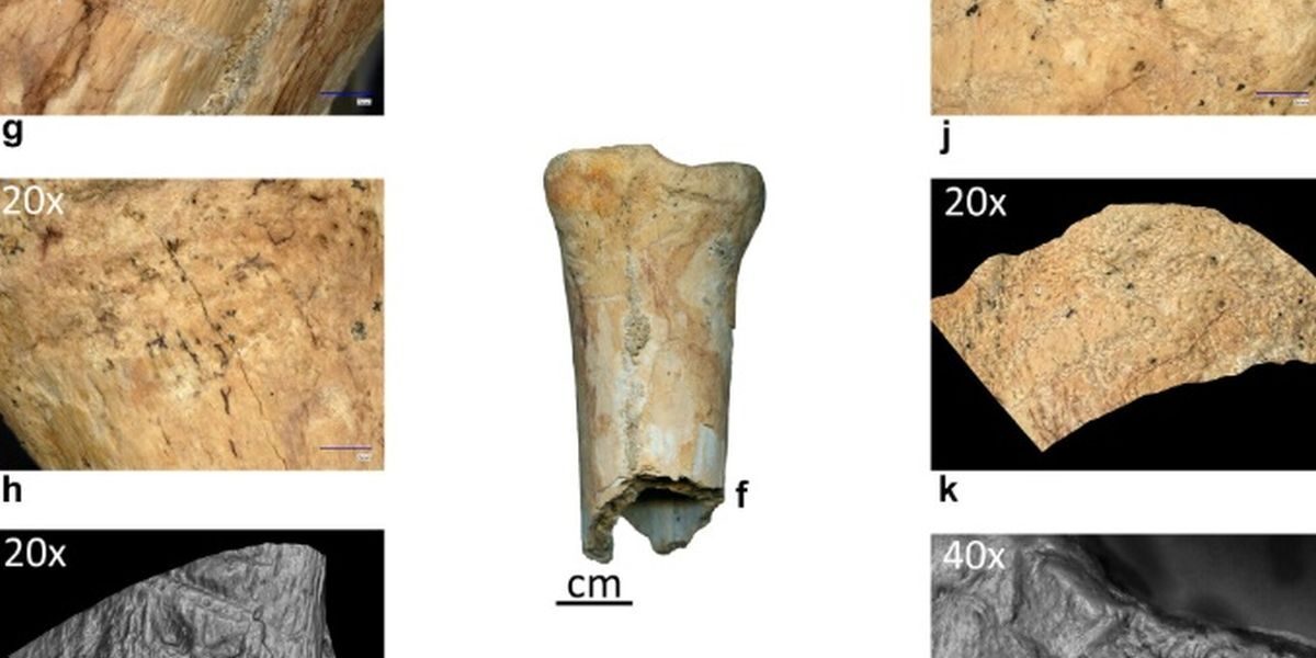 Neandertalienii, maeștri ai uneltelor din os, dovediți