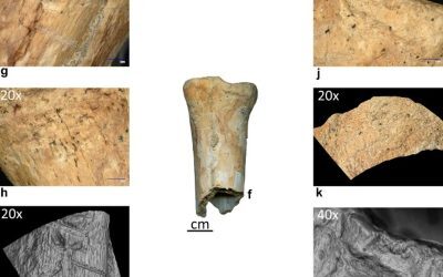 Neandertalienii, maeștri ai uneltelor din os, dovediți