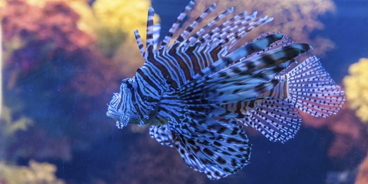 Mediterana, invadată de specii noi pe fondul încălzirii globale