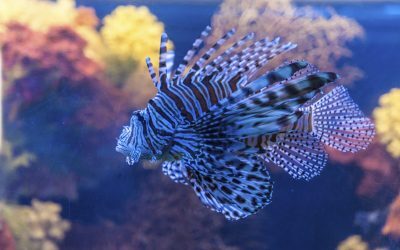 Mediterana, invadată de specii noi pe fondul încălzirii globale