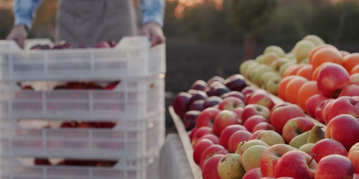 România, plină de acest fruct, îl cumpără scump. Preț nou
