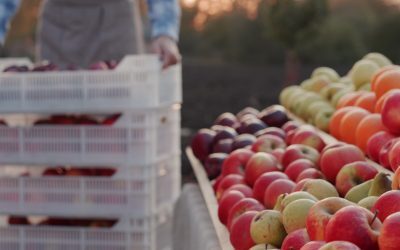 România, plină de acest fruct, îl cumpără scump. Preț nou