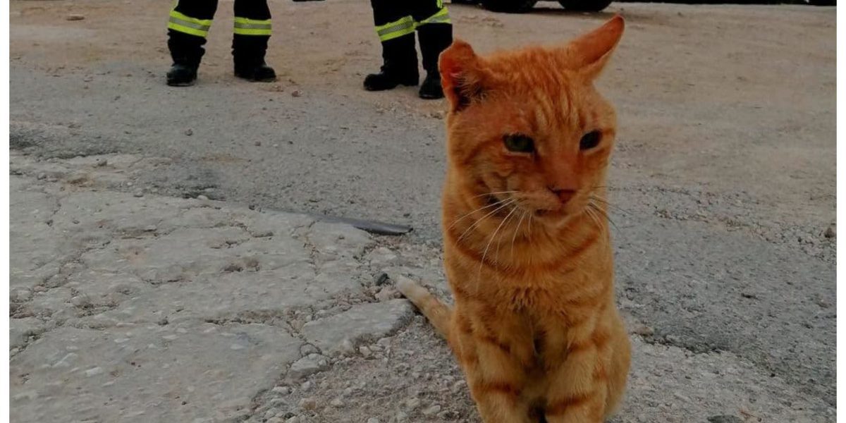 Garfield, pompier de onoare în Grecia: Motanul refuză să plece