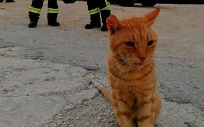 Garfield, pompier de onoare în Grecia: Motanul refuză să plece