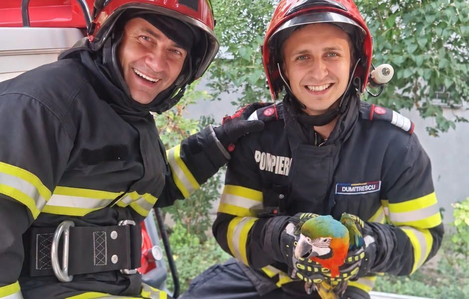 Pompierii din Tulcea, în misiune: Pui de papagal salvat de la 112