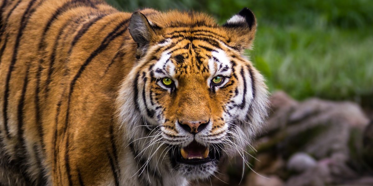 Tigru a ucis un vizitator într-un zoo din Marea Britanie