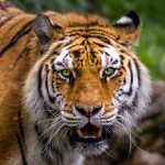 Tigru a ucis un vizitator într-un zoo din Marea Britanie