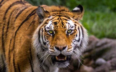 Tigru a ucis un vizitator într-un zoo din Marea Britanie